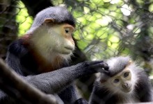 HANOI - CUC PHUONG - VANTRINH CAVE - VAN LONG TOUR 2 DAYS 1 NIGHT from 69 USD/person only