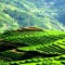 TERRACE RICE FIELD IN SAPA VIETNAM ESSENCE TOUR 15 DAYS 14 NIGHTS from 850 USD/person only