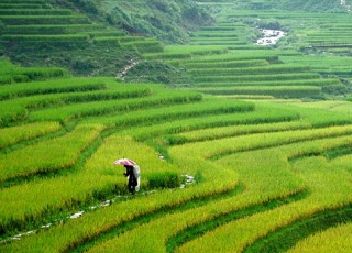 HANOI - SAPA - HALONG PACKAGE TOUR 5 DAYS 4 NIGHTS - from 210 USD/person only