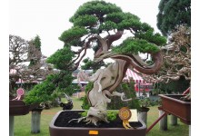 VIETNAM BONSAI PLANT TOUR AND HALONG BAY 5 DAYS 4 NIGHTS